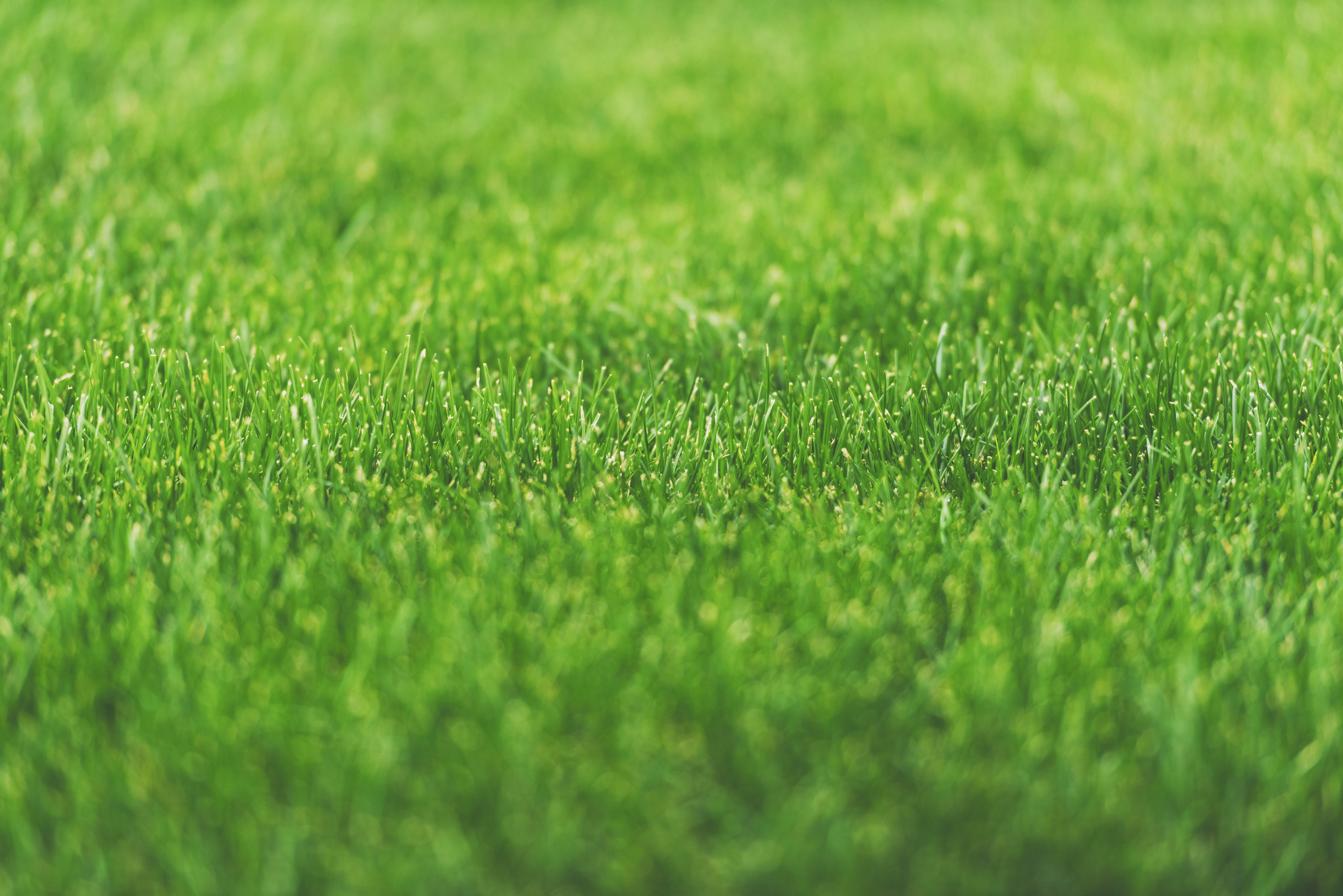 Lush green grass after lime soil amendment lawn care services